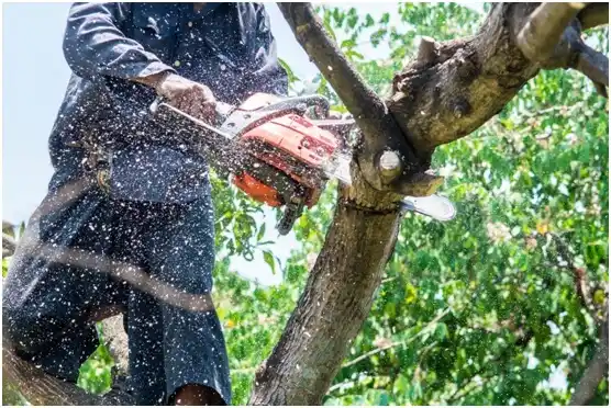 tree services Tumwater